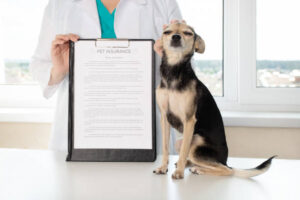 Pet Insurance:  Your Furry Best Household Members In 2025
