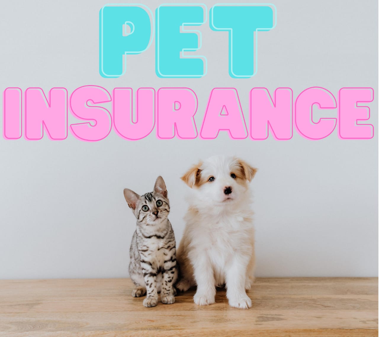 Pet Insurance:  Your Furry Best Household Members In 2025