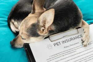 Pet Insurance:  Your Furry Best Household Members In 2025
